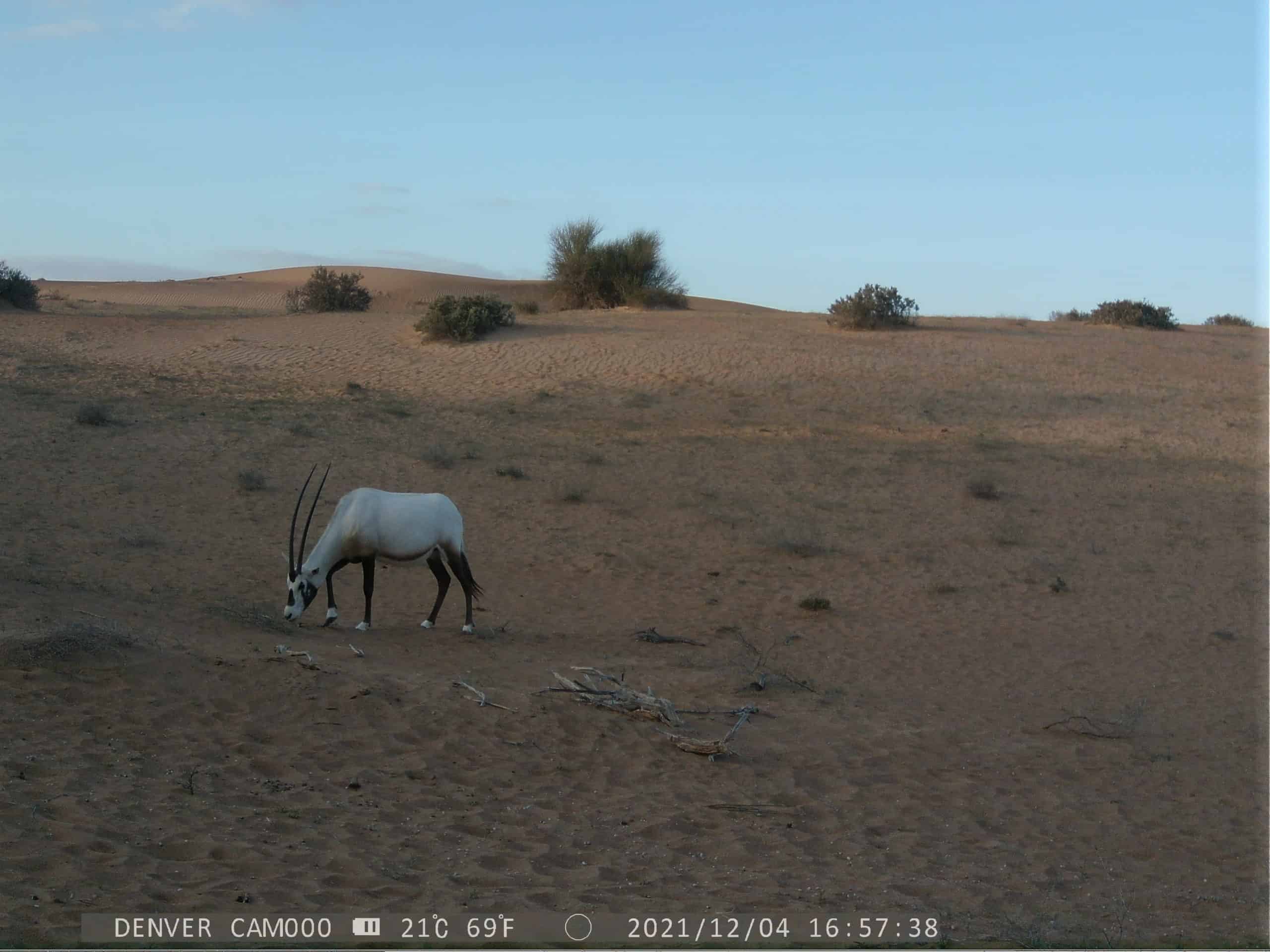 Arabian-oryx-2-scaled