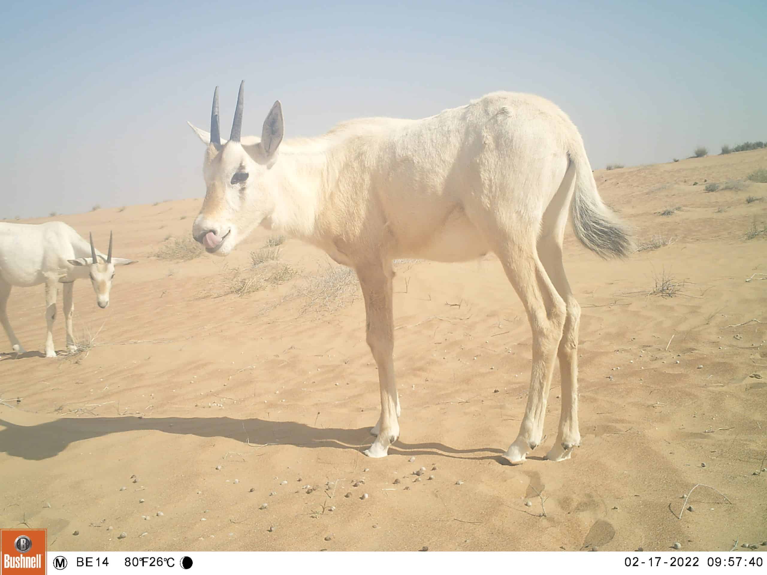 Arabian-oryx-3-scaled