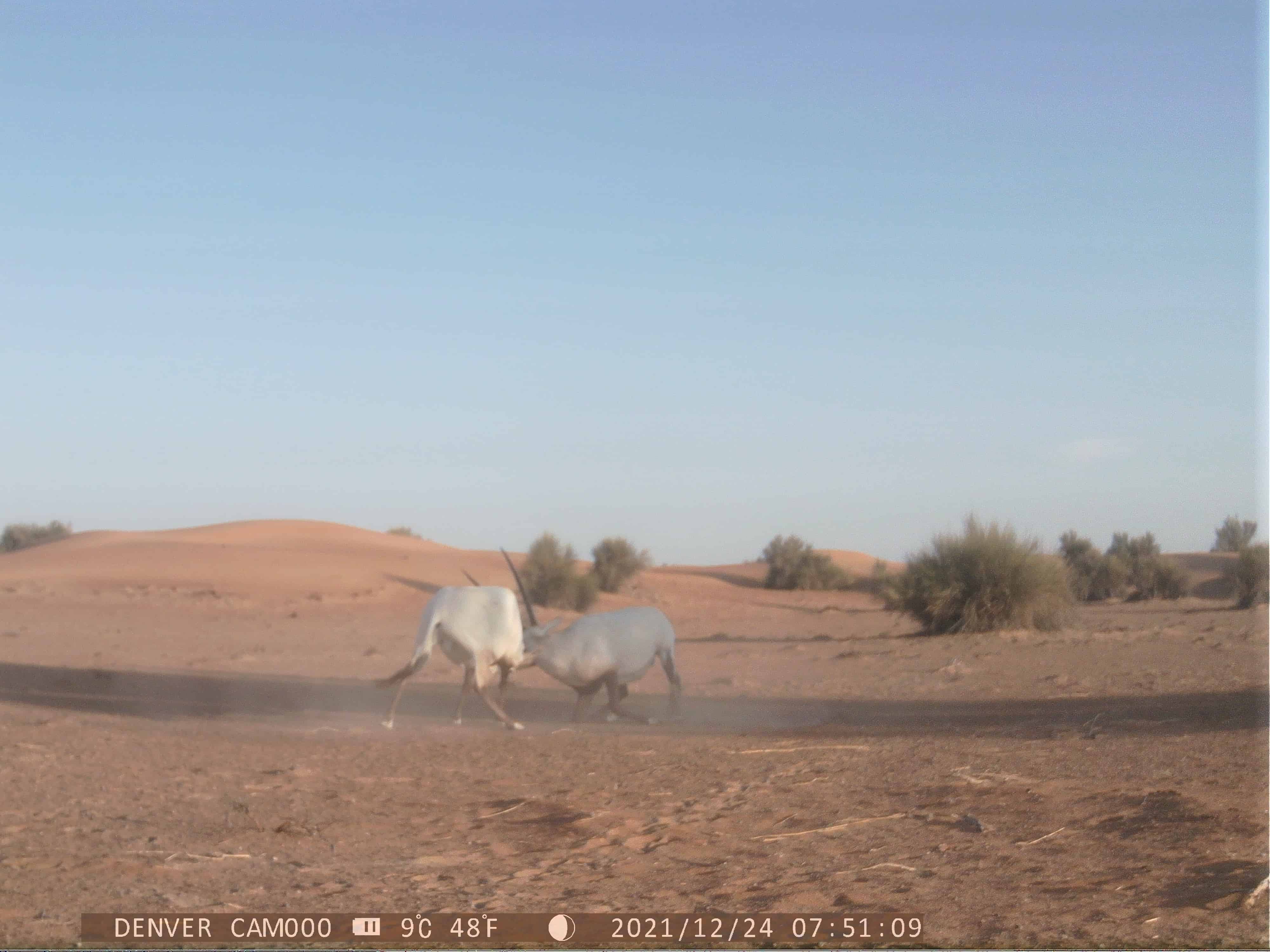 Arabian-oryx-6