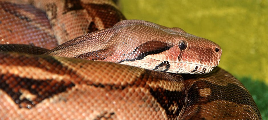 This is why boa constrictors can still breathe while squeezing the life out  of prey