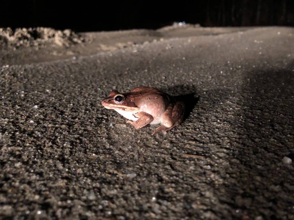 Road salt leads to bloated wood frogs The Wildlife Society