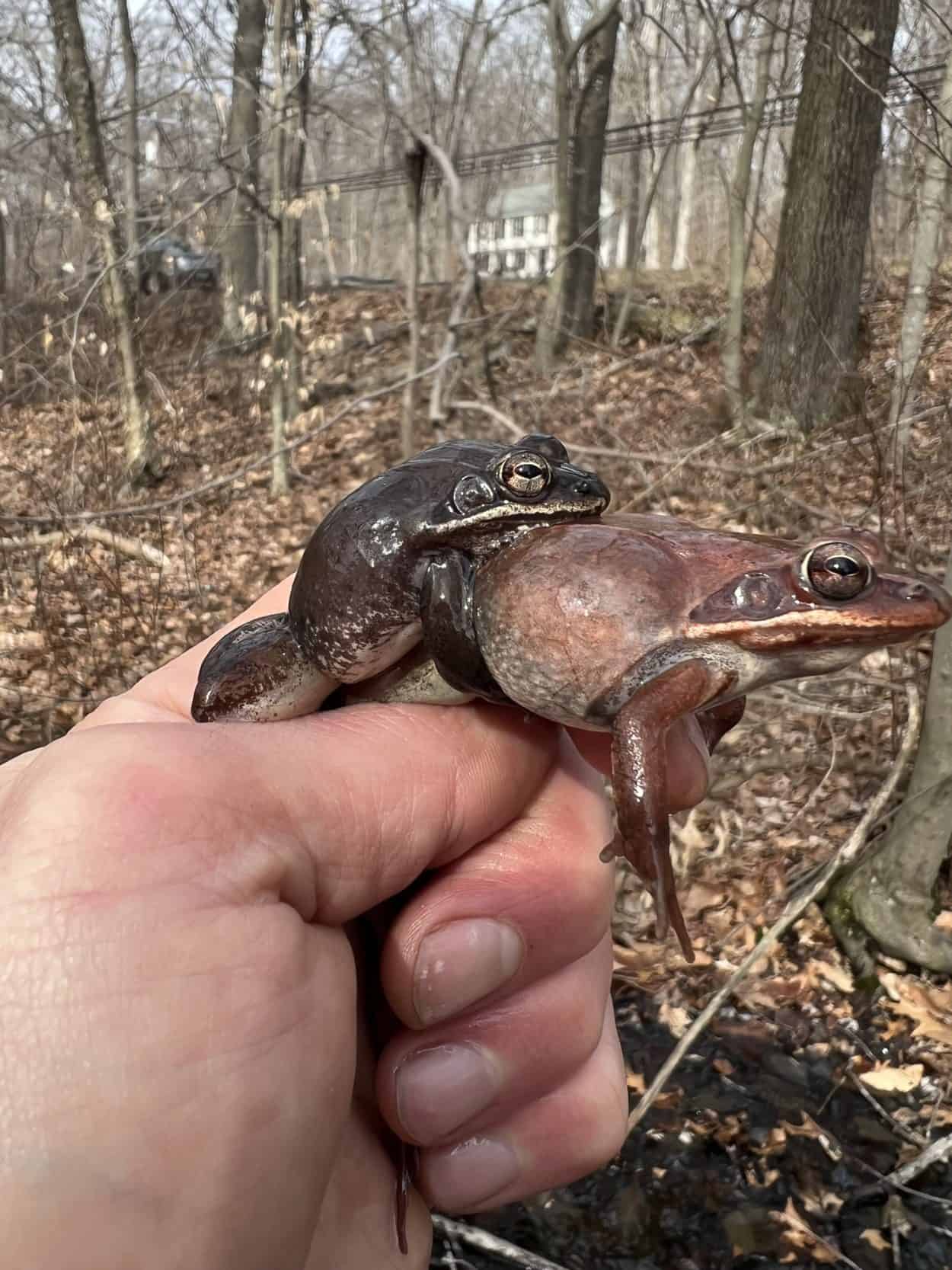 Road salt leads to bloated wood frogs The Wildlife Society