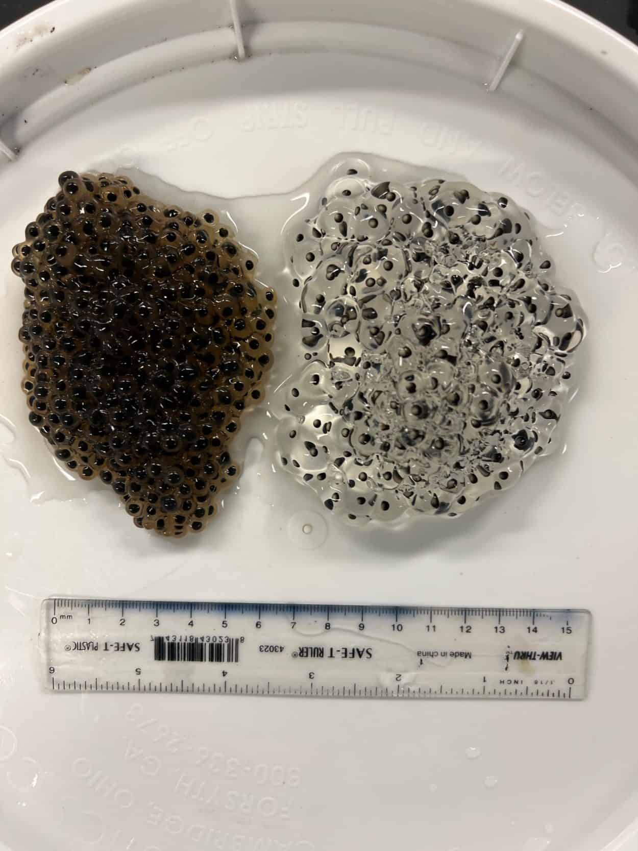 Road salt leads to bloated wood frogs The Wildlife Society