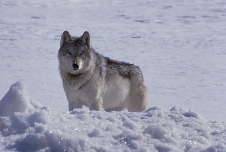 JWM: Prey, harvest and competition dictate wolf pack size - The ...