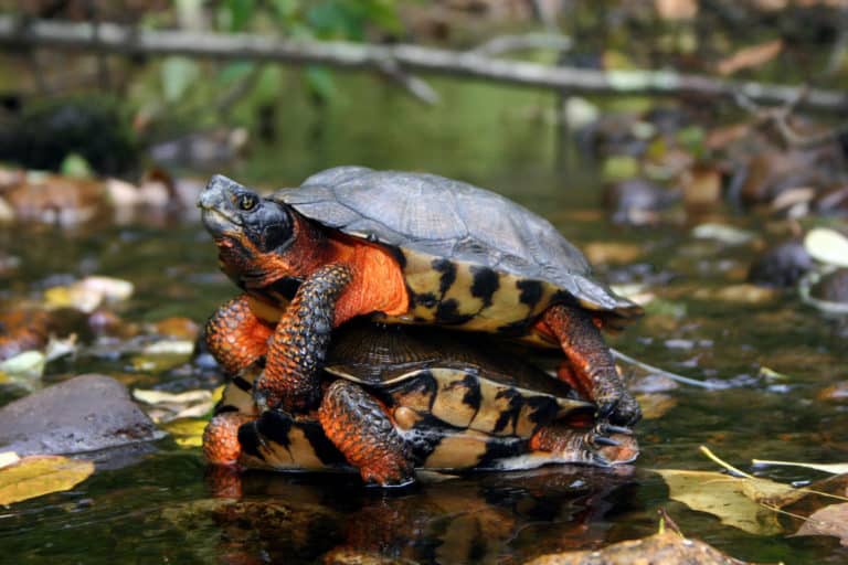 Wood turtles have lost more than half of their suitable habitat - The ...