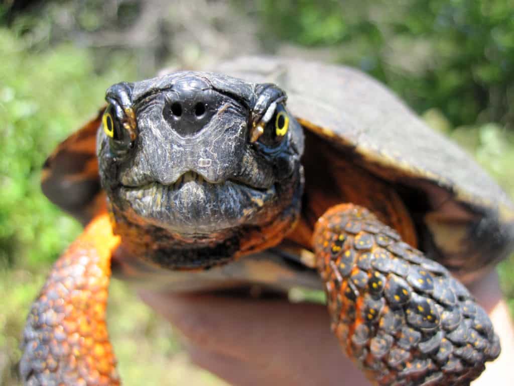 Wood turtles have lost more than half of their suitable habitat - The ...