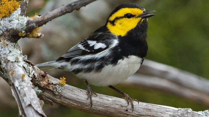 JWM: Uncovering habitat preferences for an endangered warbler - The ...