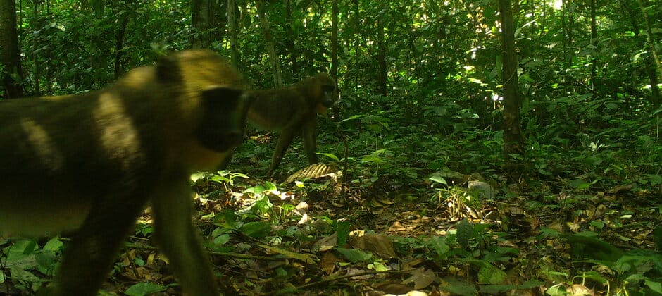 Wild Cam: Exploring the mammals of Equatorial Guinea - The Wildlife Society