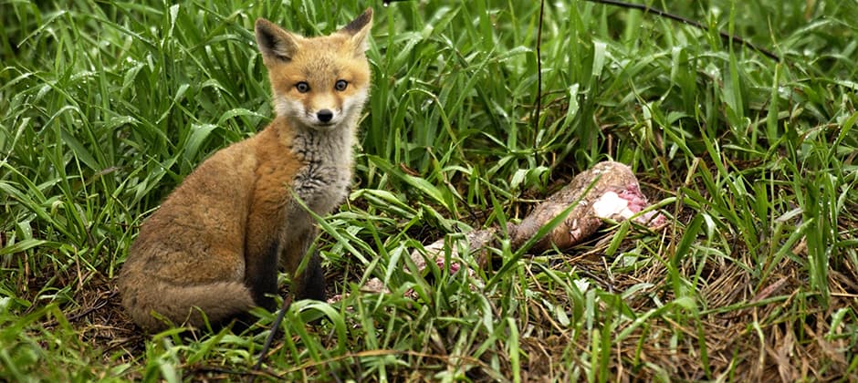 Foxes killed by avian flu