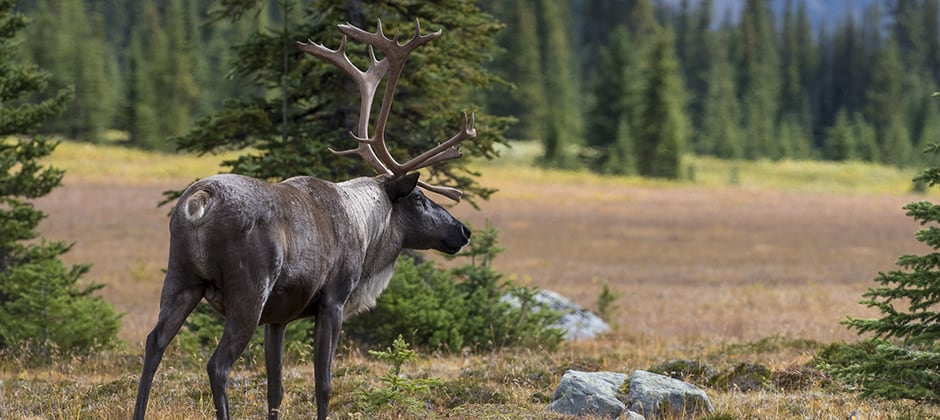 Genes reveal caribou are specialized to unique habitats