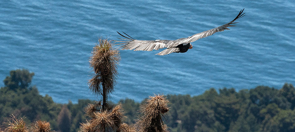 Coastal Condors Face Risks From Legacy Chemicals The Wildlife Society