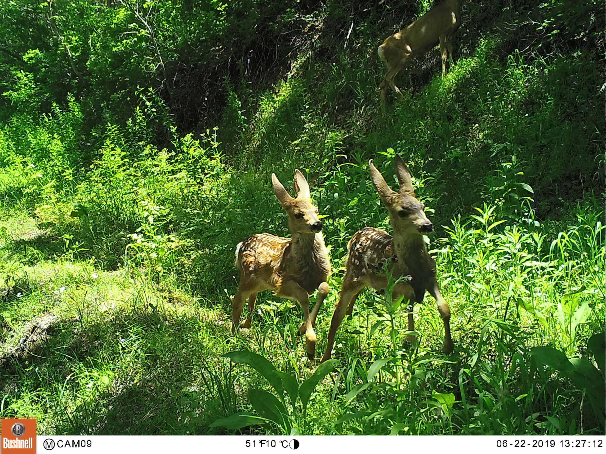 Deer-fawn-scaled