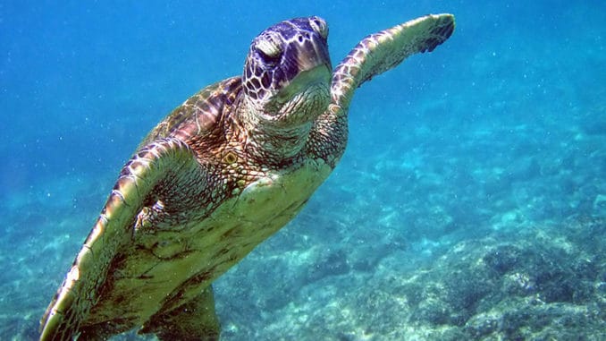 Facemasks present concern for sea turtles - The Wildlife Society