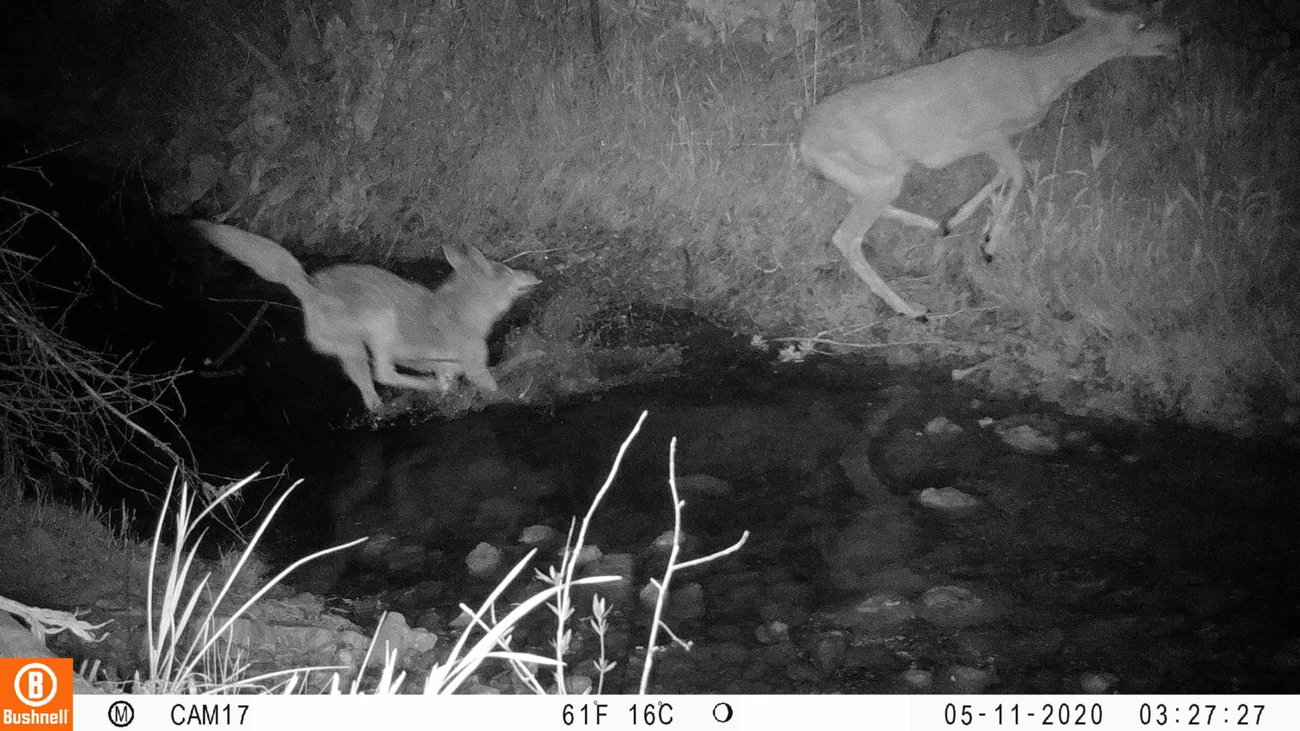 Image-4Deer-and-coyote-scaled