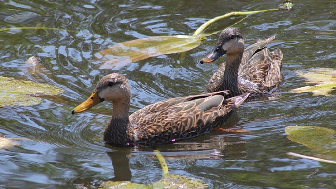 S.C. mottled duck population healthy for near future - The Wildlife Society