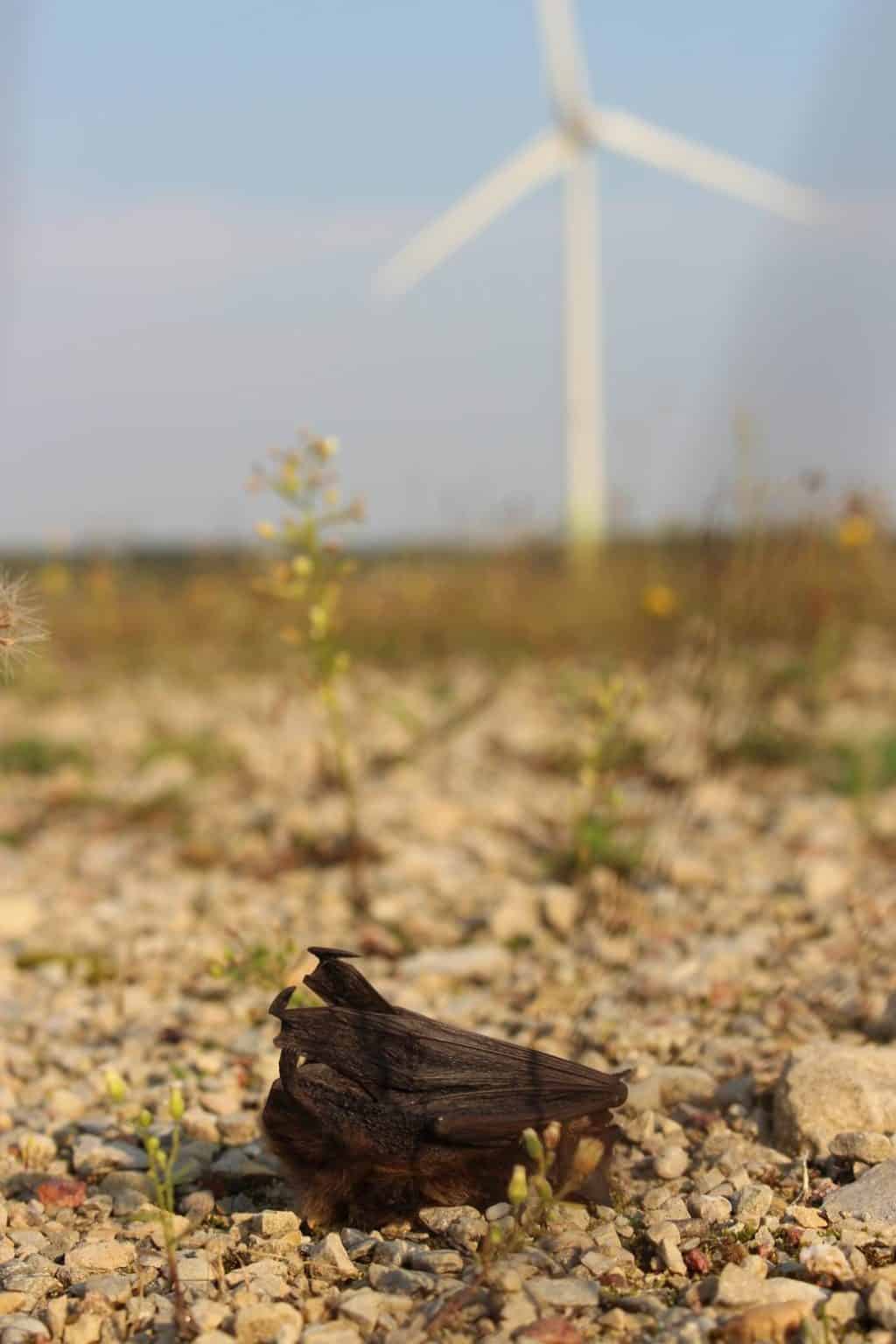 Loss of bats at turbines means loss of ecosystem services The