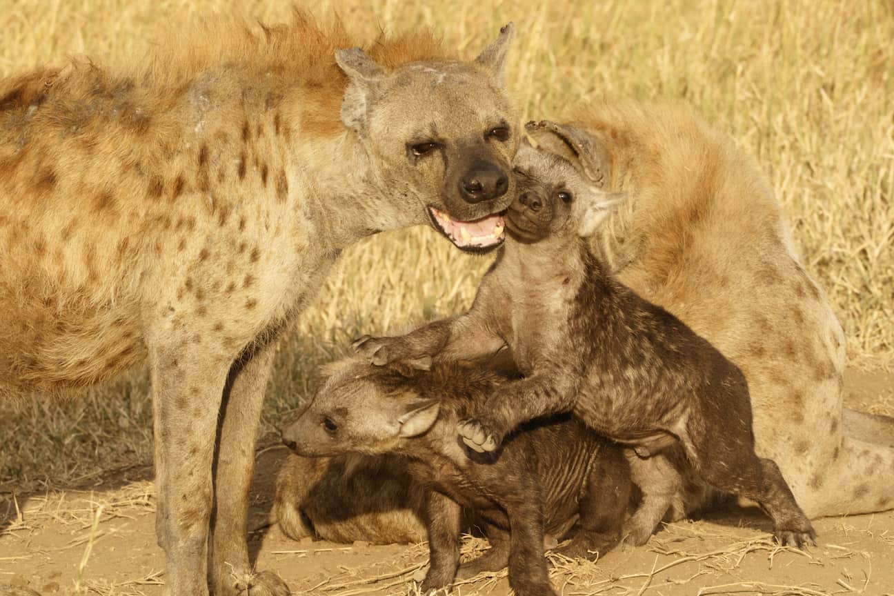 Snare injuries can reduce reproductive success in hyenas - The Wildlife ...