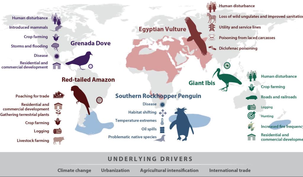 Nearly Half Of Bird Species Worldwide Are Declining - The Wildlife Society