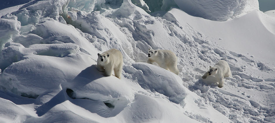 sea ice Archives - The Wildlife Society