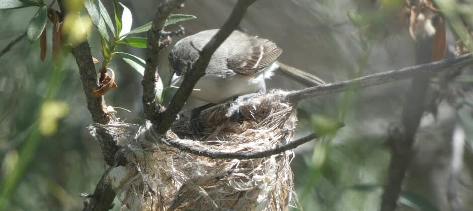 JWM: What strategies protect vireo nests from cowbird parasitism?
