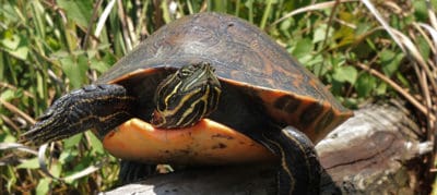 Alabama Red-bellied Turtles Face Hybrid Threat - The Wildlife Society