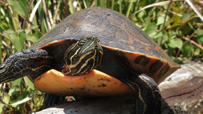 Alabama red-bellied turtles face hybrid threat - The Wildlife Society