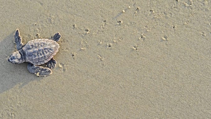 Georgia sea turtles reach nesting record - The Wildlife Society