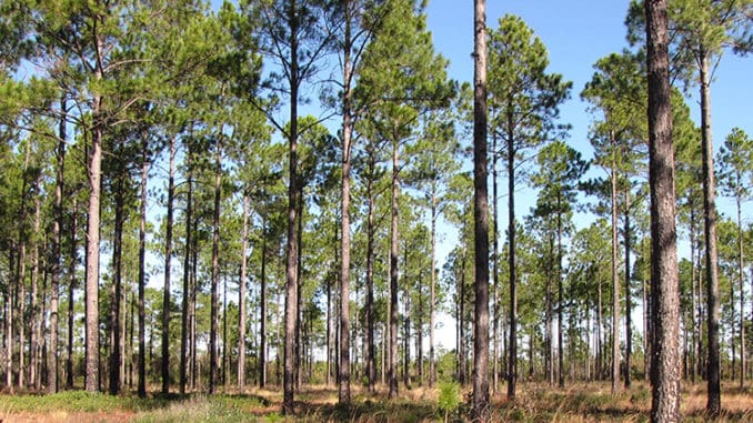 Conserving The Best Lands For Longleaf Pine - The Wildlife Society