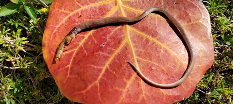 What Killed North America’s Rarest Snake? - The Wildlife Society