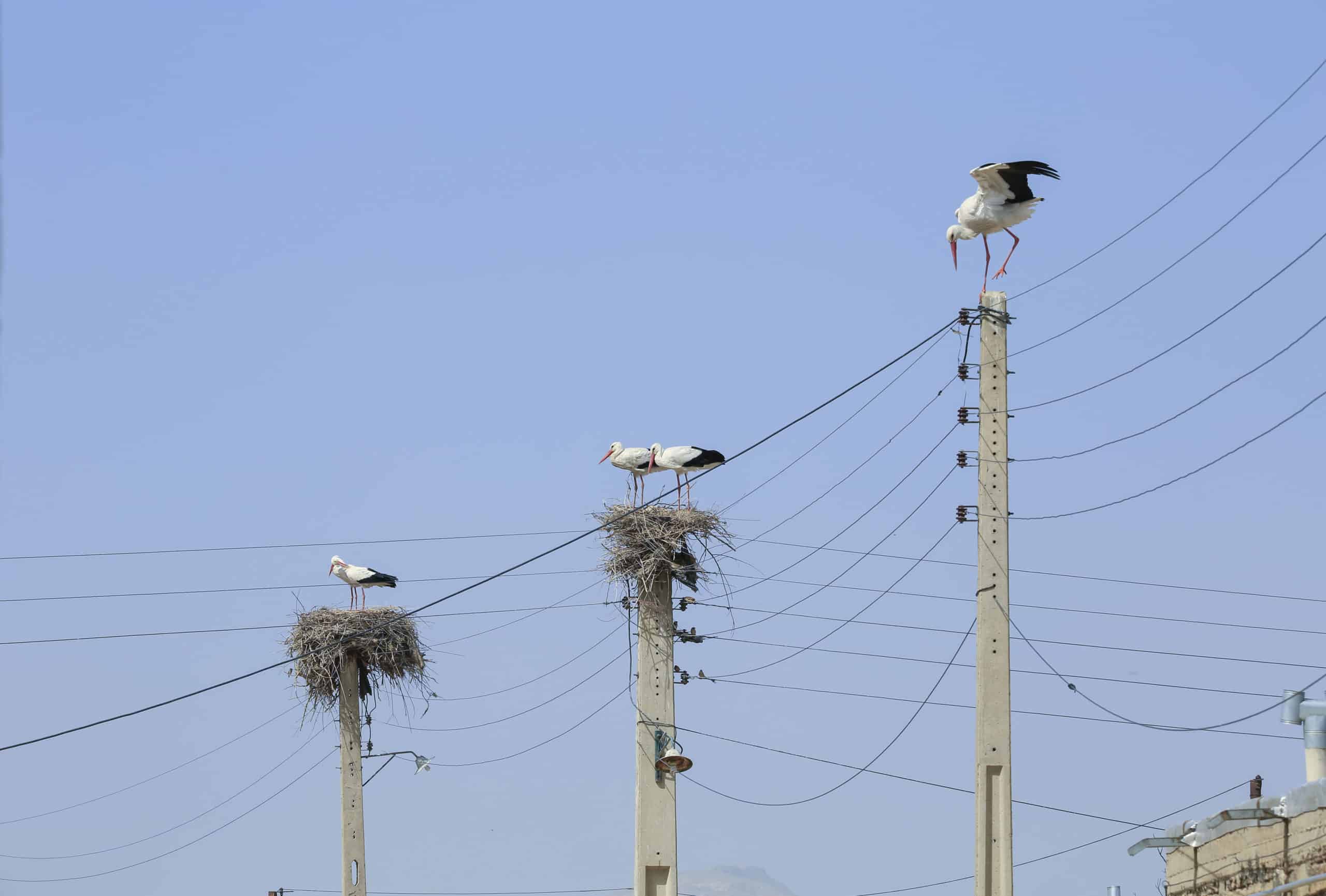 nest-powerlines-Iran-6-scaled