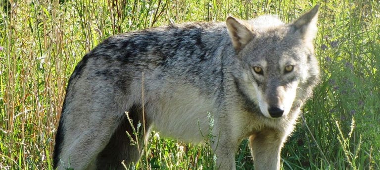 DNA confirms wolf, not coyote, killed in New York hunt - The Wildlife ...