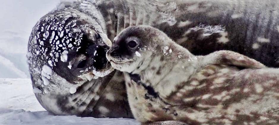 Feeding Pups Makes It Harder For Weddell Seals To Feed Themselves The   Weddell Seals 