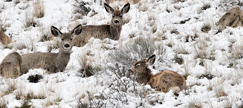 JWM: Snowy weather affects mule deer survival in the winter