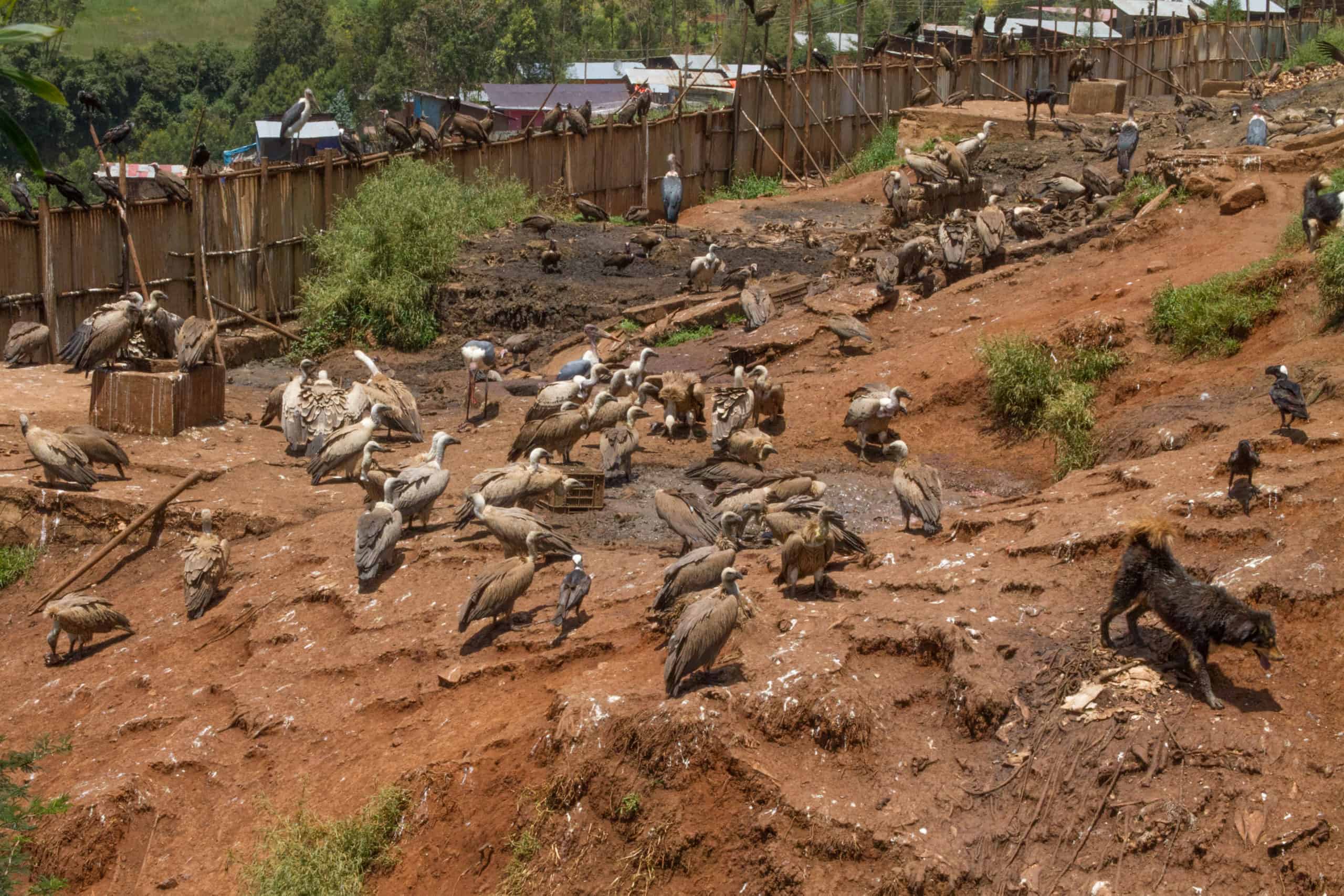 vultures-ethiopia-2-scaled-1