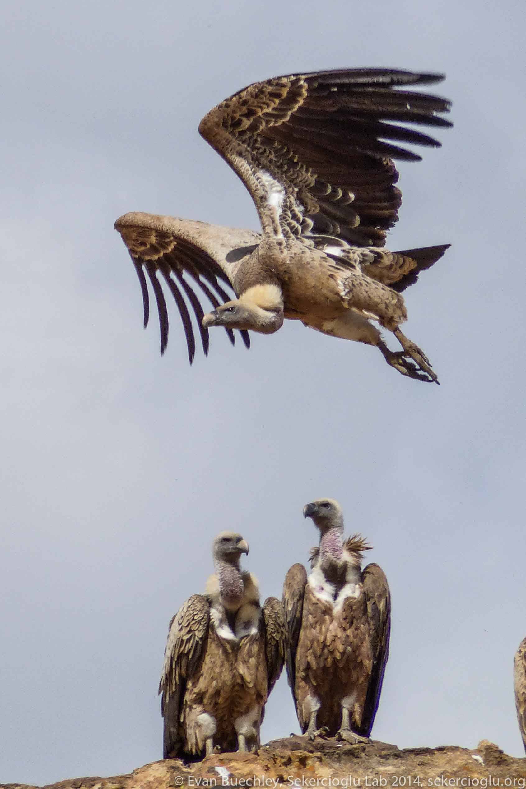 vultures-ethiopia-3