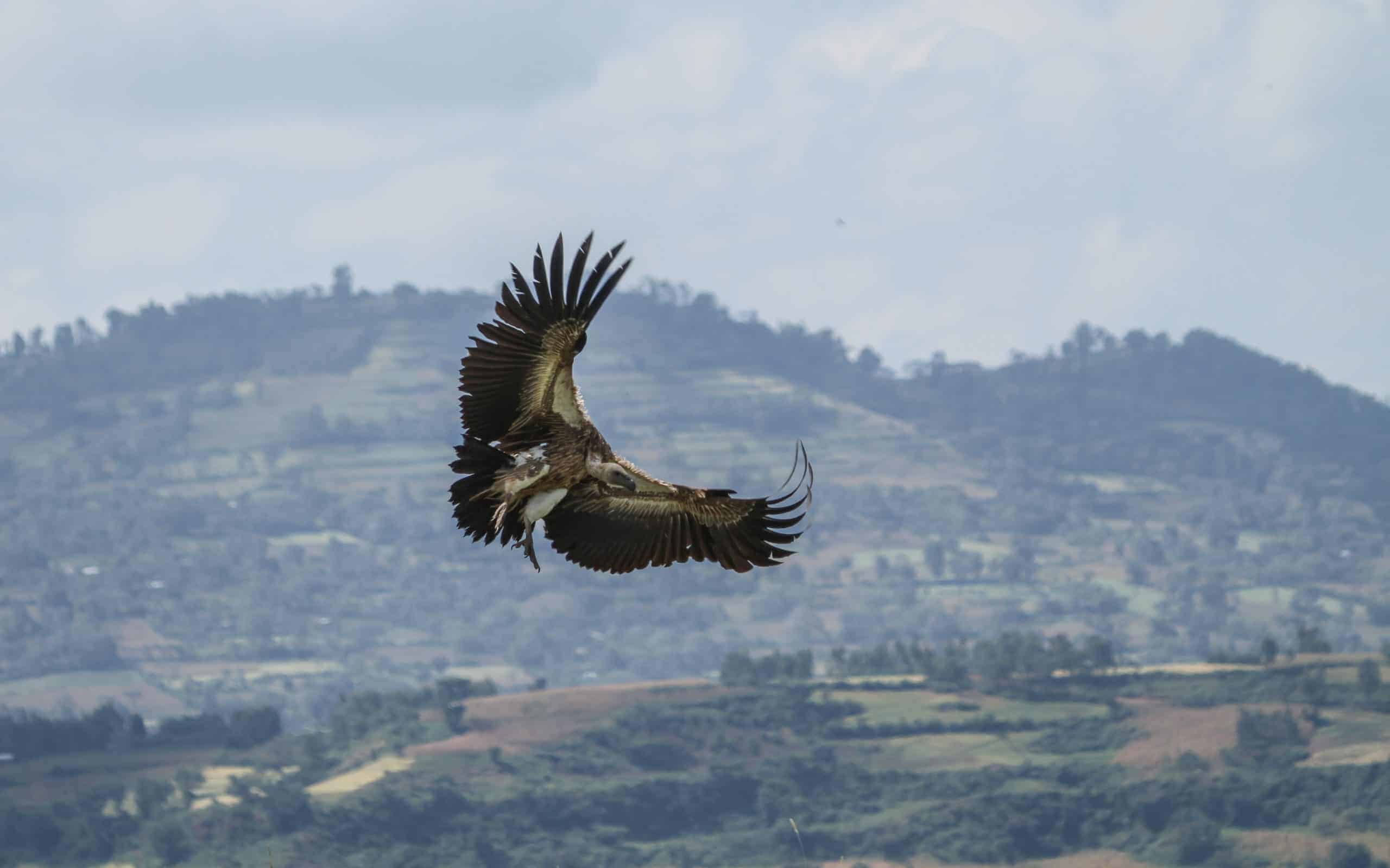 vultures-ethiopia-4-scaled-1