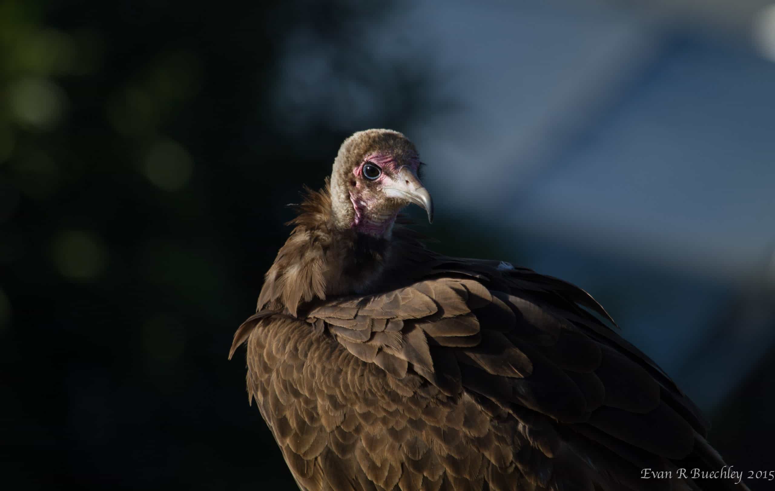 vultures-ethiopia-7-scaled-1