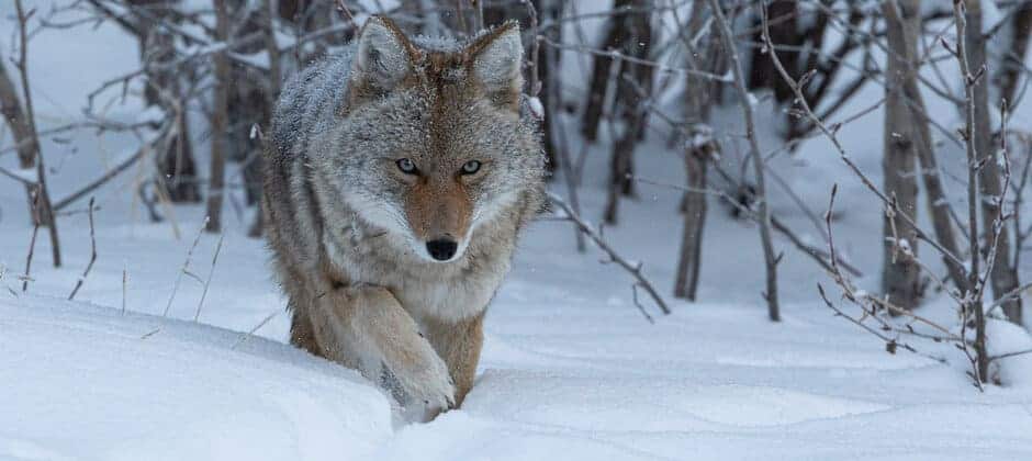 coyote in its den