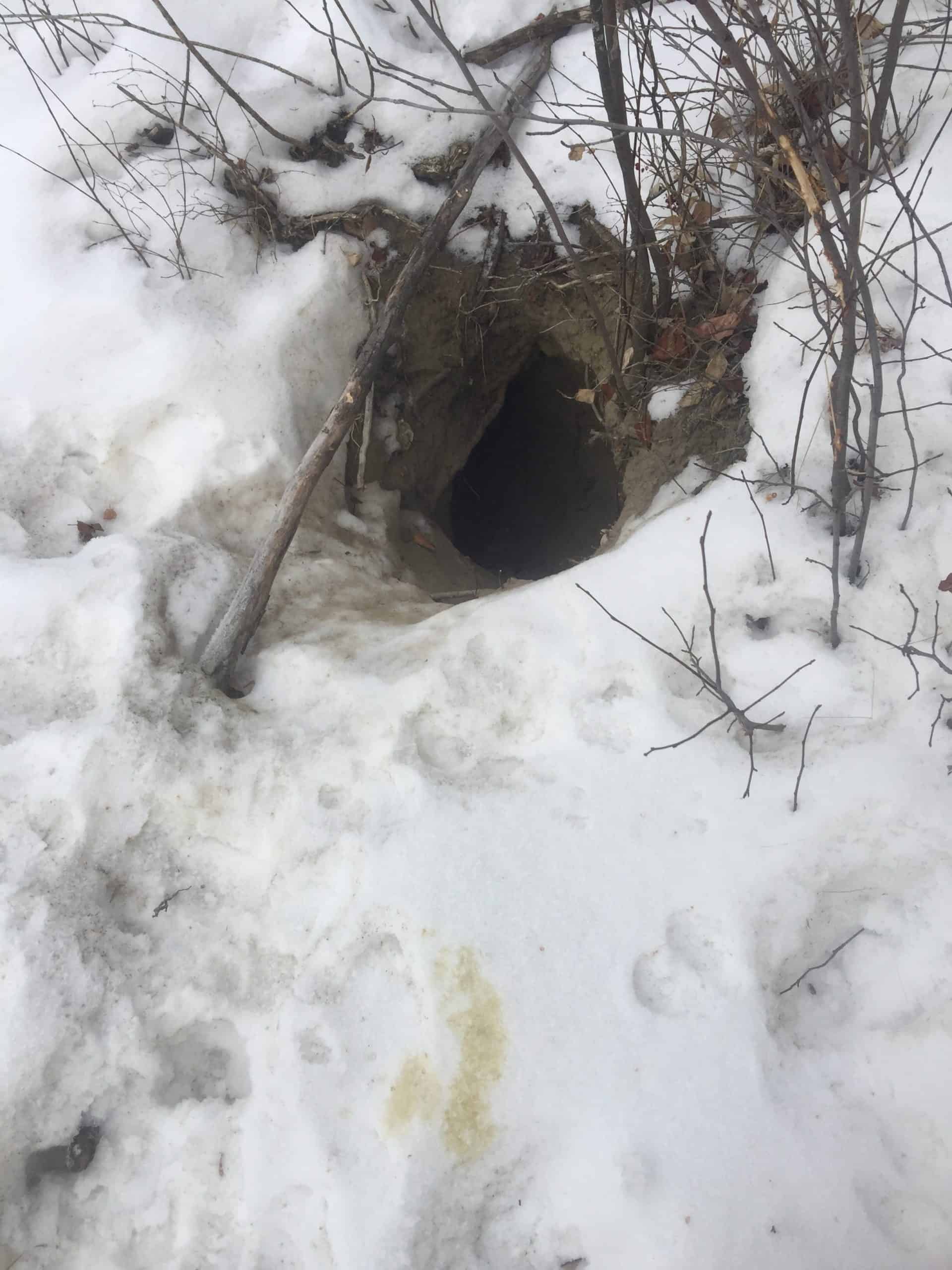 Wild Cam How Do City Coyotes Choose Dens The Wildlife Society