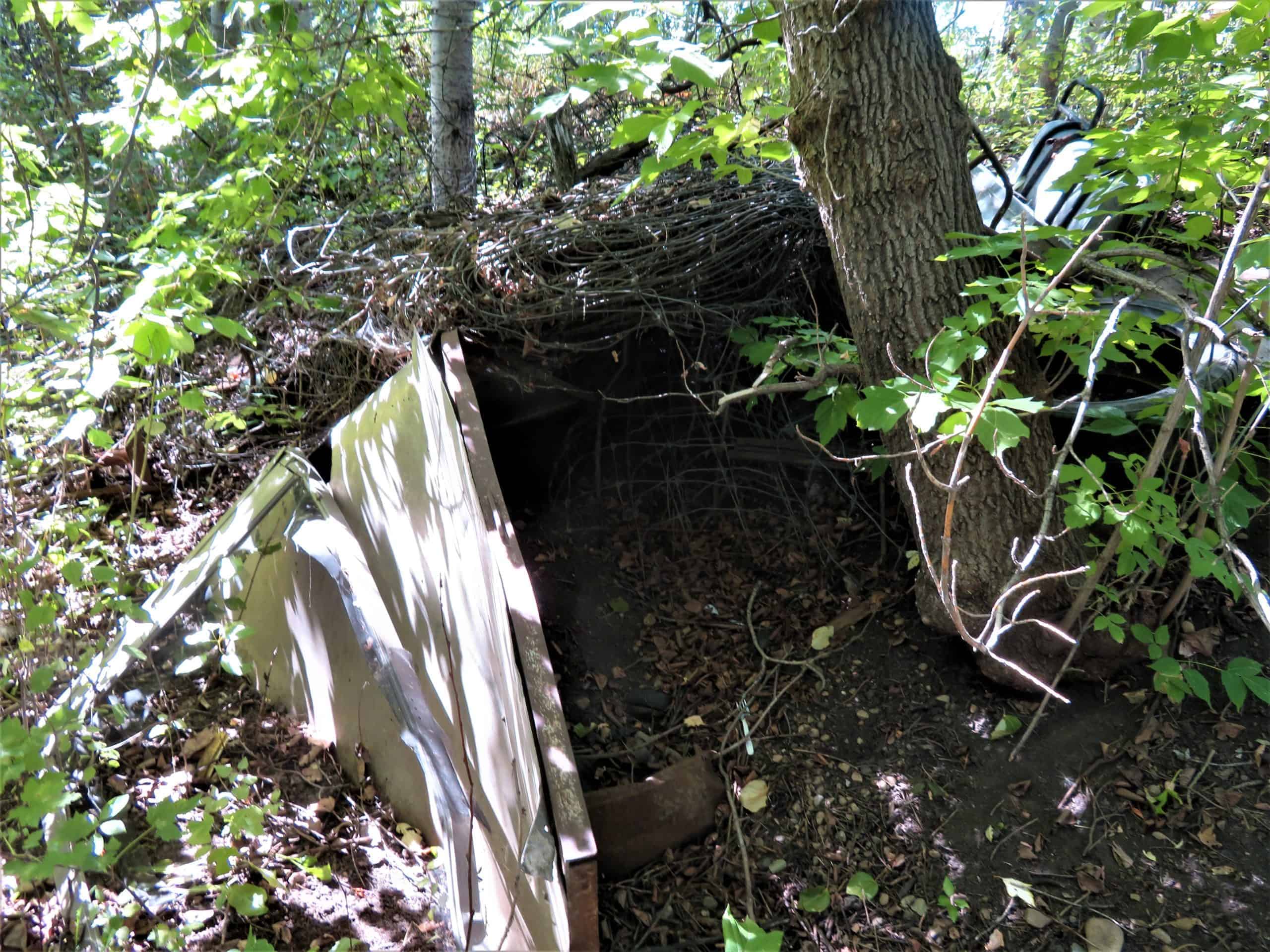 Wild Cam How Do City Coyotes Choose Dens The Wildlife Society