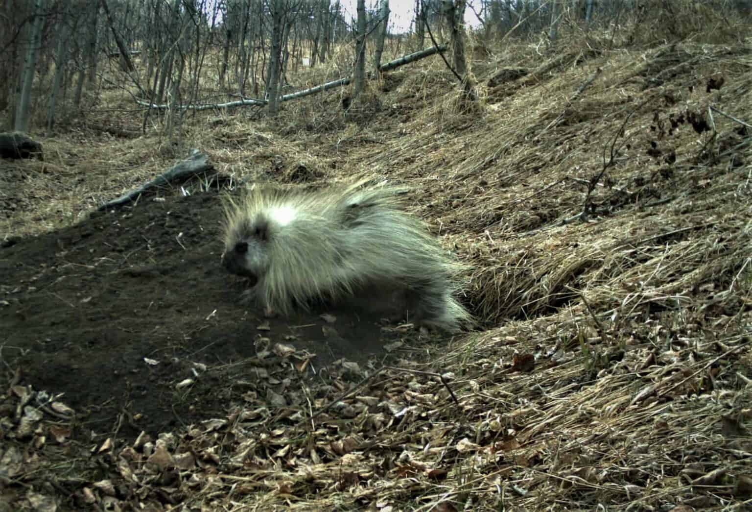 Wild Cam How do city coyotes choose dens? The Wildlife Society