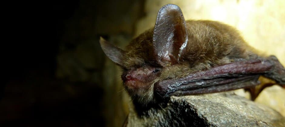 Northern long-eared bat reclassified as endangered under ESA