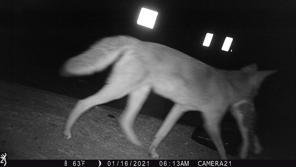 Suburban cats pay the price for slinking into coyote territory The Wildlife Society