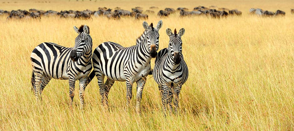 Why do zebras have stripes? Flies may have the answer