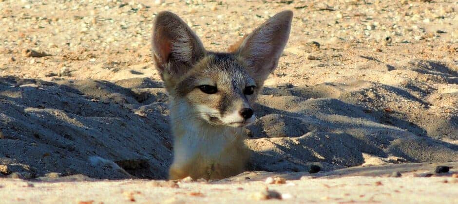 JWM: Texas kit fox populations appear healthy - The Wildlife Society