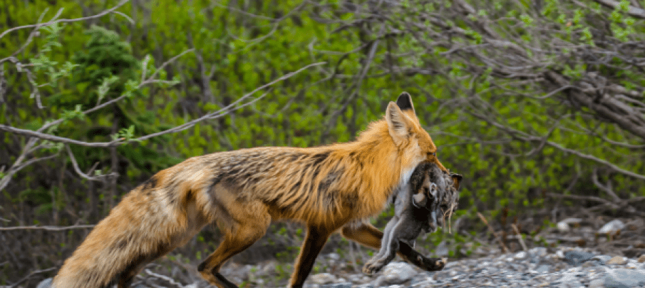 fox on the run with prey by kristina harkins