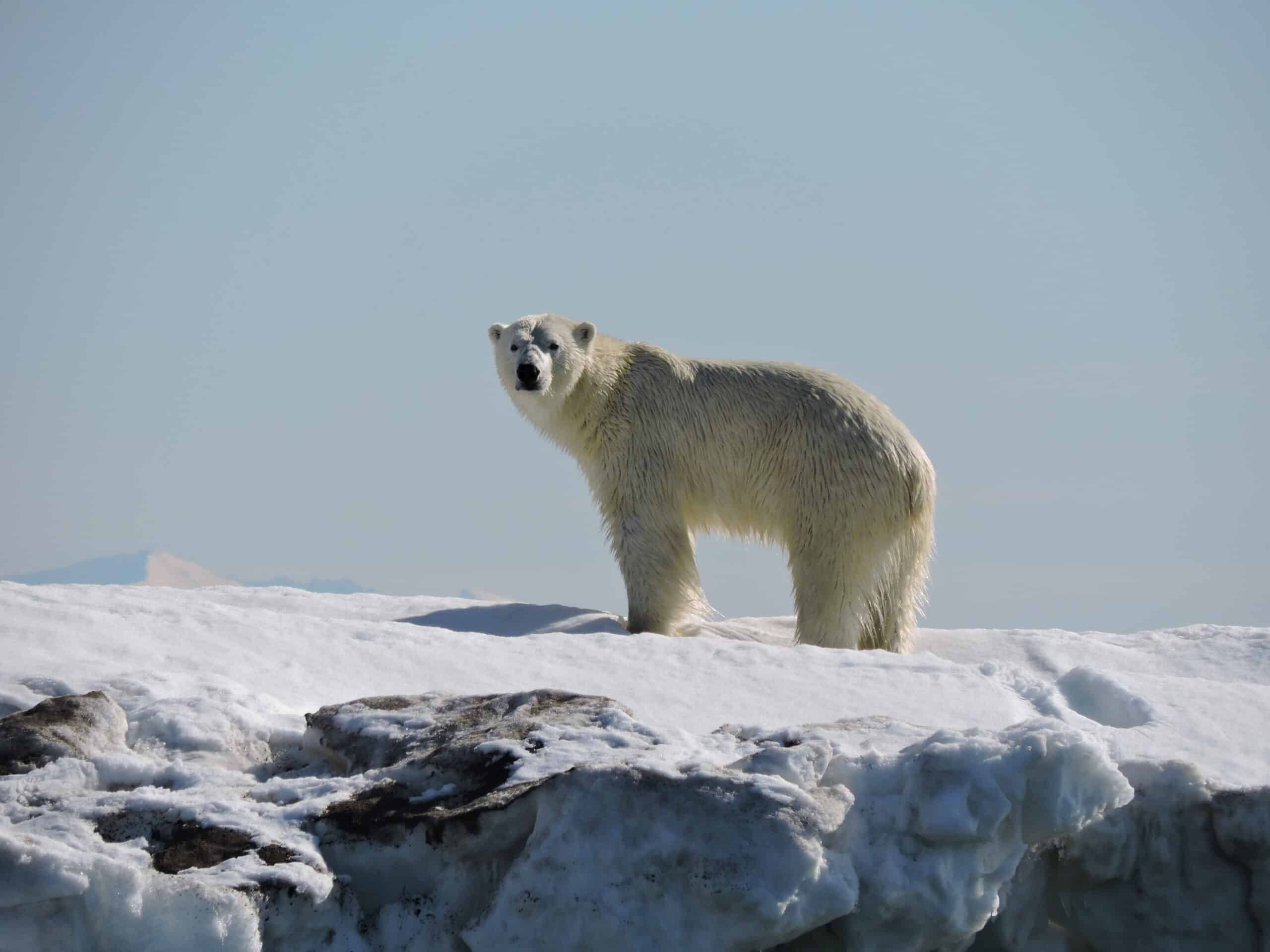_31Polar Bear on an Iceberg_Bonczek, Lizzi