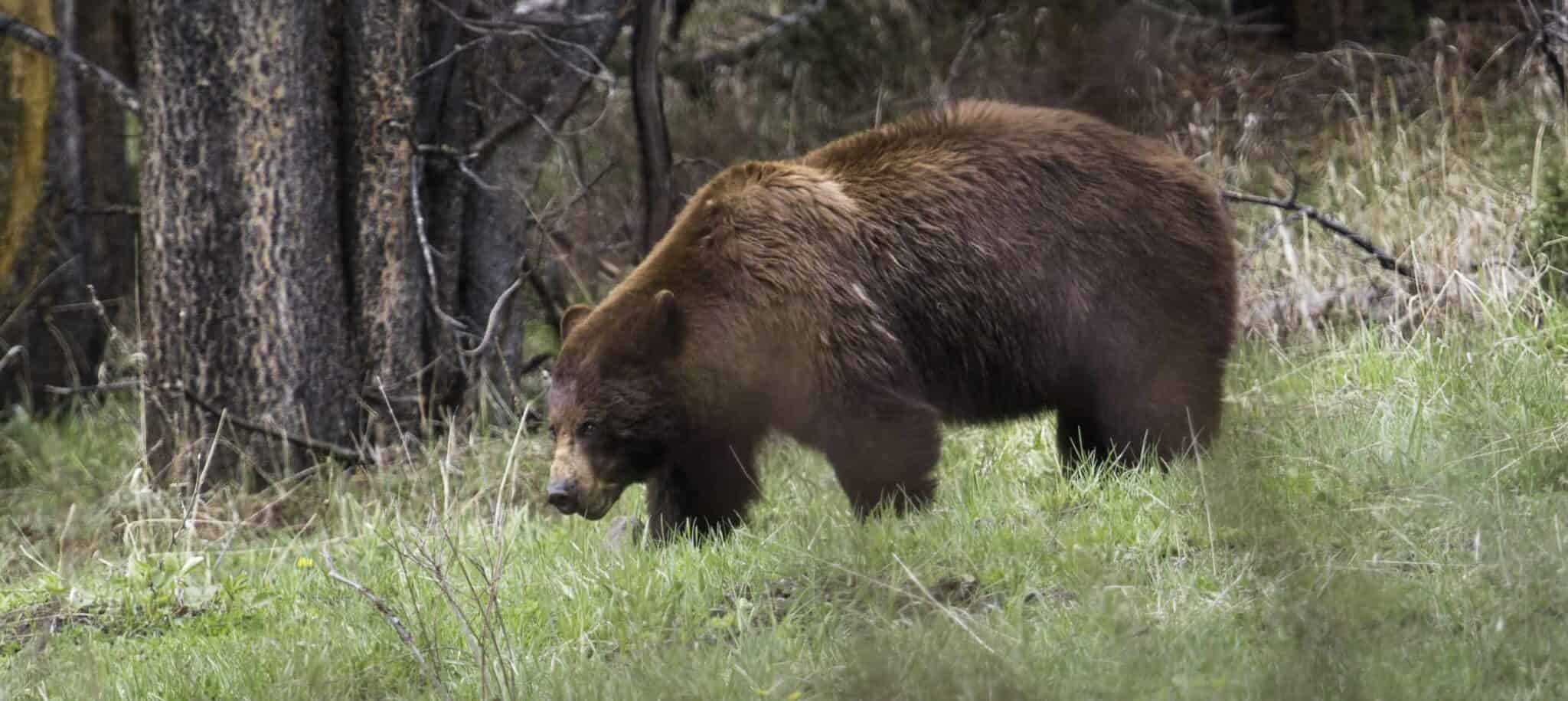 What makes a black bear brown? - The Wildlife Society