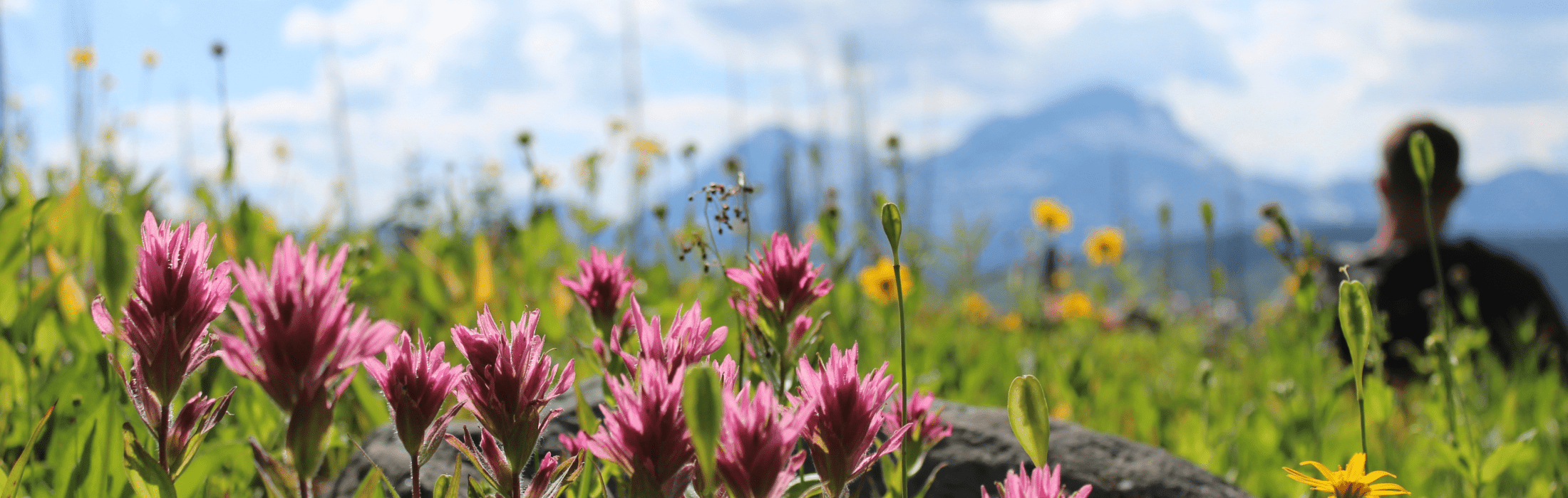 flowers in a field with mountain