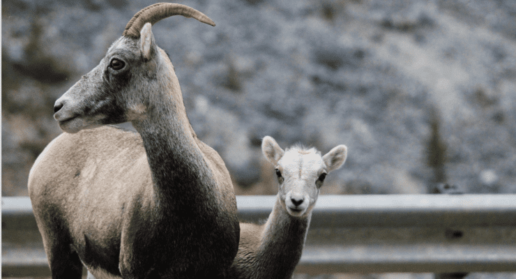 A photo of a Ewe and lamb Stone Sheep taken along the Alaska Highway within Stone Mountain Provincial Park in Northern BC.